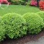 Evergreen Ornamental Boxwood Shrub Green Tree 1000 PCS Seeds