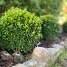 Evergreen Ornamental Boxwood Shrub Green Tree 200 PCS Seeds Evergreen Ornamental Boxwood Shrub Green Tree 200 PCS Seeds