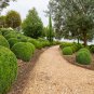 Evergreen Ornamental Boxwood Shrub Green Tree 200 PCS Seeds