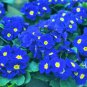 Evening Primrose Blue Evening Primrose 200 PCS Seeds