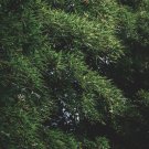 Evergreen Cedar Tree 20 PCS Seeds