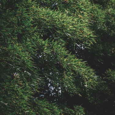 Evergreen Cedar Tree 20 PCS Seeds