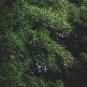 Evergreen Cedar Tree 20 PCS Seeds
