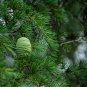 Evergreen Cedar Tree 20 PCS Seeds