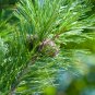 Evergreen Cedar Tree 20 PCS Seeds