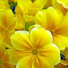 Evening Primrose 100 PCS Seeds