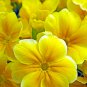 Evening Primrose 100 PCS Seeds
