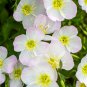 Evening Primrose 100 PCS Seeds