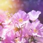 Evening Primrose 100 PCS Seeds