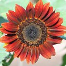 Evening Sun Sunflower 20 PCS Seeds