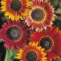 Evening Sun Sunflower 20 PCS Seeds