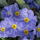 Evening Primrose Zebra Blue Evening Primrose Bonsai 100 PCS Seeds