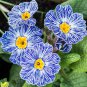 Evening Primrose Zebra Blue Evening Primrose Bonsai 100 PCS Seeds