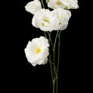 Eustoma Perennial Flowering Plants 200 PCS Seeds