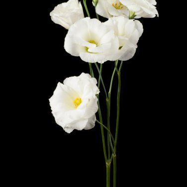 Eustoma Perennial Flowering Plants 200 PCS Seeds
