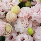 Eustoma Grandiflorum Water Pink Double Flowers Hybrid 100 PCS Seeds Eustoma Grandiflorum Water Pink Double Flowers Hybrid 100 PCS Seeds
