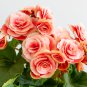 Eustoma Grandiflorum Water Pink Double Flowers Hybrid 100 PCS Seeds