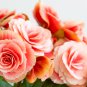 Eustoma Grandiflorum Water Pink Double Flowers Hybrid 100 PCS Seeds