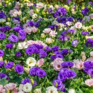 Eustoma Bonsai Mixed Colors Perennial Flowering Plants 100 PCS Seeds Eustoma Bonsai Mixed Colors Perennial Flowering Plants 100 PCS Seeds