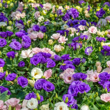Eustoma Bonsai Mixed Colors Perennial Flowering Plants 100 PCS Seeds