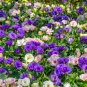Eustoma Bonsai Mixed Colors Perennial Flowering Plants 100 PCS Seeds