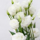 Eustoma 100 PCS Seeds