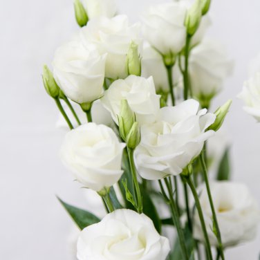 Eustoma 100 PCS Seeds