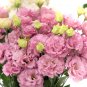 Eustoma 100 PCS Seeds