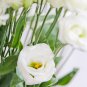Eustoma 100 PCS Seeds