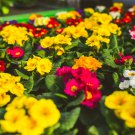 Europe Colorful Primula Acaulis Bonsai Potted 100 PCS Seeds