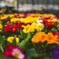 Europe Colorful Primula Acaulis Bonsai Potted 100 PCS Seeds
