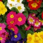Europe Colorful Primula Acaulis Bonsai Potted 100 PCS Seeds