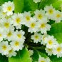 European Primrose Flower Mixed Colors 100 PCS Seeds