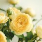 'Euro Tri' Yellow Rose Shrub Flower 50 PCS Seeds
