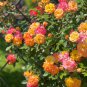 'Euro Tri' Yellow Rose Shrub Flower 50 PCS Seeds