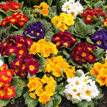 Europe Mix Colors Primula Acaulis Bonsai Potted Plant Primrose 100 PCS Seeds