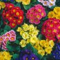 Europe Mix Colors Primula Acaulis Bonsai Potted Plant Primrose 100 PCS Seeds