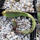 Euphorbia squarrosa 1 PCS Seeds Euphorbia squarrosa 1 PCS Seeds