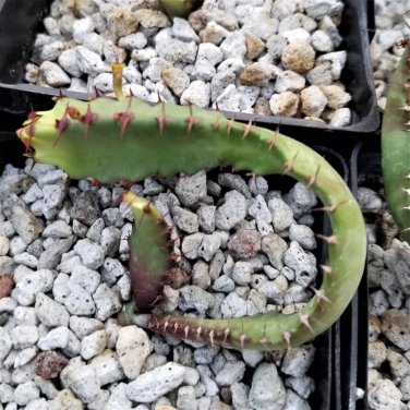 Euphorbia squarrosa 1 PCS Seeds