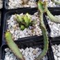 Euphorbia squarrosa 1 PCS Seeds