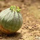 Euphorbia obesa Real Mini Euphorbia obesa Flores Perennial Plant 100 PCS Seeds