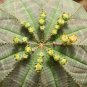 Euphorbia obesa Real Mini Euphorbia obesa Flores Perennial Plant 100 PCS Seeds