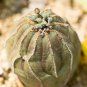 Euphorbia obesa Real Mini Euphorbia obesa Flores Perennial Plant 100 PCS Seeds