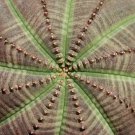 Euphorbia obesa Basketball Sea Urchin 100 PCS Seeds