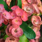 Euphorbia Milii Hybrid Middle 100 PCS Seeds