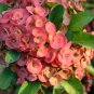 Euphorbia Milii Hybrid Middle 100 PCS Seeds