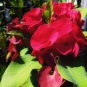 Euphorbia Milii Hybrid Middle 100 PCS Seeds