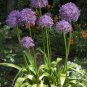 Geranium Giant Allium Giganteum 100 PCS Seeds