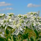 Euphorbia Marginata Pursh Heat Resistant Ever Green Leaf Snow 50 PCS Seeds