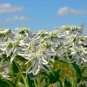 Euphorbia Marginata Pursh Heat Resistant Ever Green Leaf Snow 50 PCS Seeds